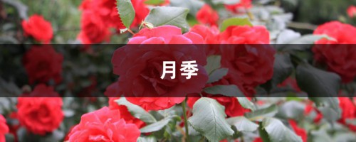 栀子月季···不开花？学1招，想开几次开几次！