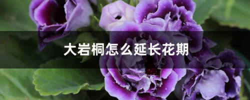 大岩桐怎么延长花期