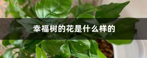 幸福树的花是什么样的，怎样让幸福树开花