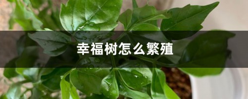 幸福树怎么繁殖，幸福树繁殖方法