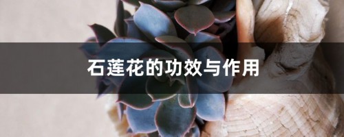 石莲花的功效与作用