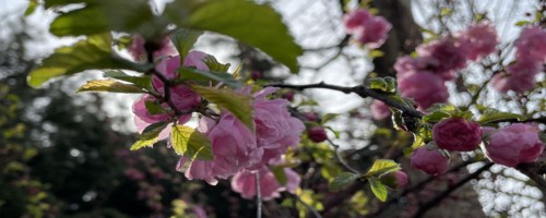 七台河适合养什么花，市花和市树是什么