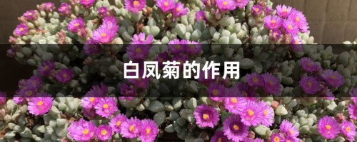 白凤菊的作用