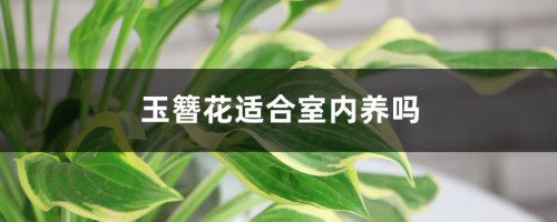 玉簪花适合室内养吗