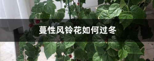 蔓性风铃花如何过冬，会冻死吗