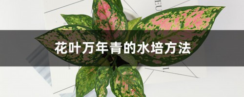 花叶万年青的水培方法