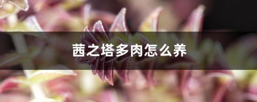 茜之塔多肉怎么养，用什么盆，徒长怎么办？