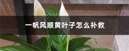 一帆风顺黄叶子怎么补救，黄叶的原因