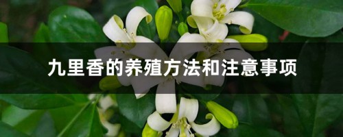 九里香的养殖方法和注意事项