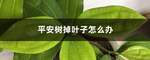 平安树掉叶子怎么办