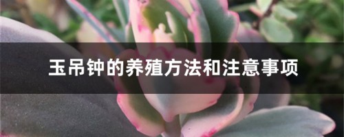 玉吊钟的养殖方法和注意事项