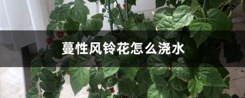 蔓性风铃花怎么浇水