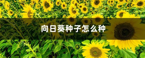 向日葵种子怎么种