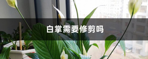 白掌需要修剪吗