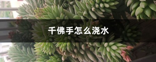 千佛手怎么浇水