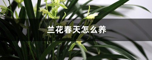 兰花春天怎么养