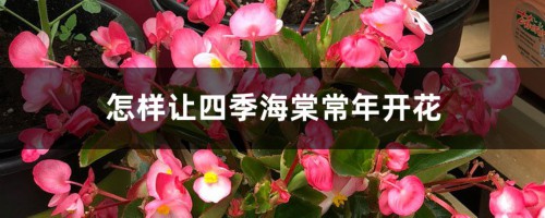 怎样让四季海棠常年开花