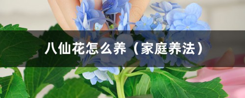 八仙花怎么养（家庭养法）